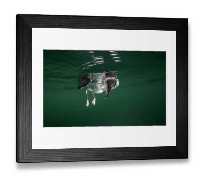 Framed Print : Gull in green water