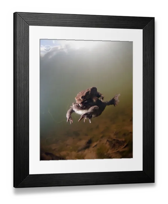 Framed Print : Pair of toad in small pond near Moscow, Russia Framed Print : Pair of toad in small pond near Moscow, Russia