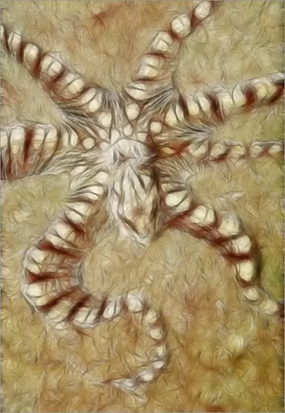 Wonderpus. Mimic octopus on sand bottom. Sulawesi. Lembeh