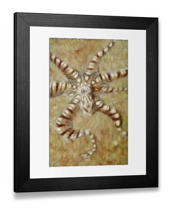Framed Print : Wonderpus. Mimic octopus on sand bottom. Sulawesi. Lembeh Framed Print : Wonderpus. Mimic octopus on sand bottom. Sulawesi. Lembeh