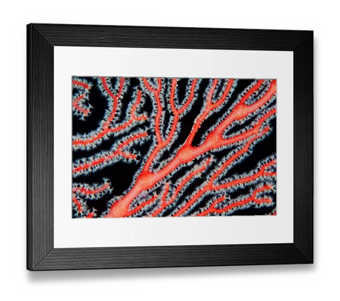 Framed Print : Red coral branch