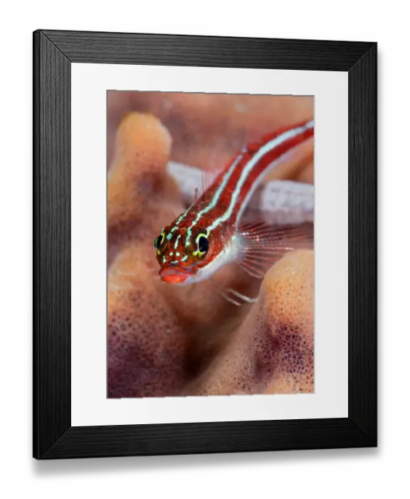Framed Print : Kiss. Small red goby on the sponge. Underwater, Wildlife Framed Print : Kiss. Small red goby on the sponge. Underwater, Wildlife