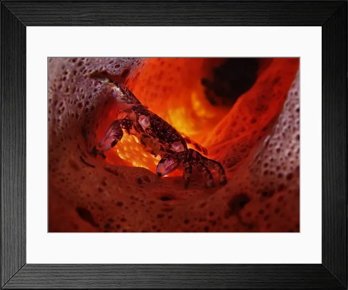 Framed Print : Nightmare. Lembeh strait. North Sulawesi Framed Print : Nightmare. Lembeh strait. North Sulawesi