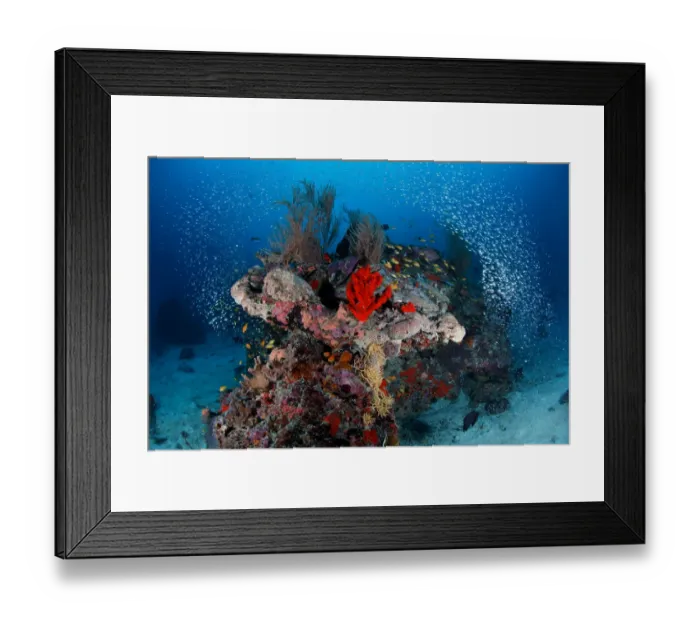 Framed Print : Reefscape. Small coral reef on sandy bottom