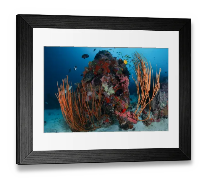 Framed Print : Reefscape. Small coral reef at sandy bottom. 30m depth.South Ari Atoll