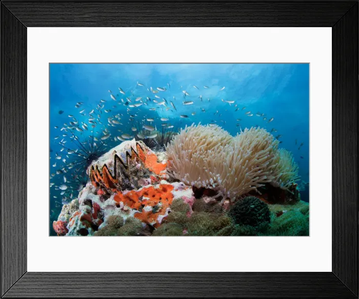 Framed Print : toothy reef Framed Print : toothy reef