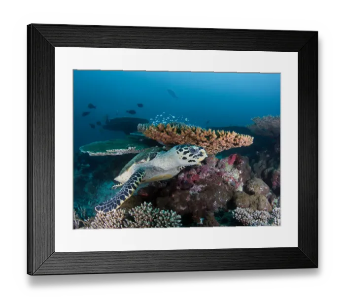 Framed Print : Reef life. south Ari atoll.sea turtle at rest at coral reef Framed Print : Reef life. south Ari atoll.sea turtle at rest at coral reef