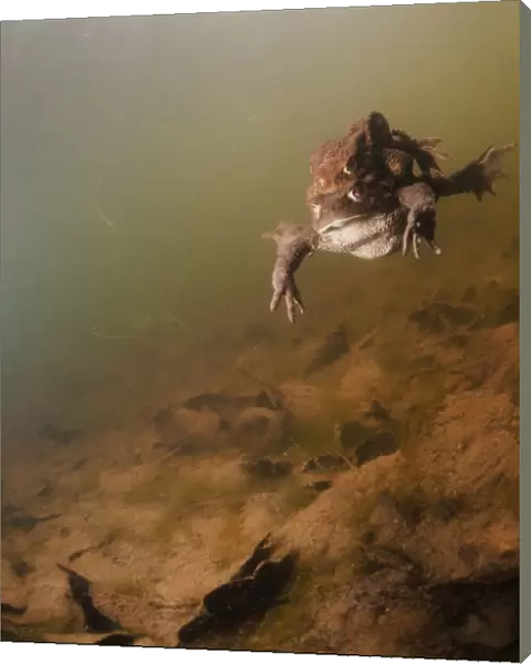 Toads mating