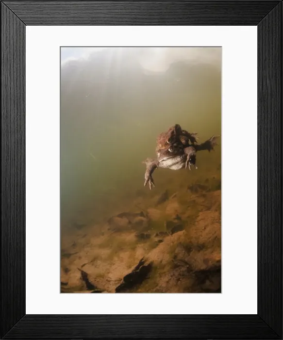 Framed Print : Toads mating Framed Print : Toads mating