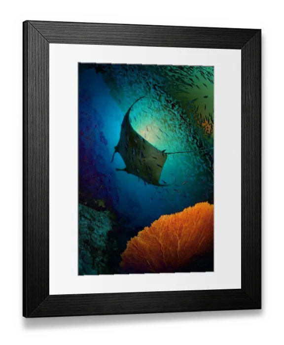 Framed Print : Manta dreams