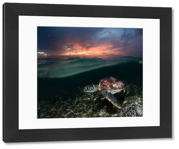 Sea turtle at sunset