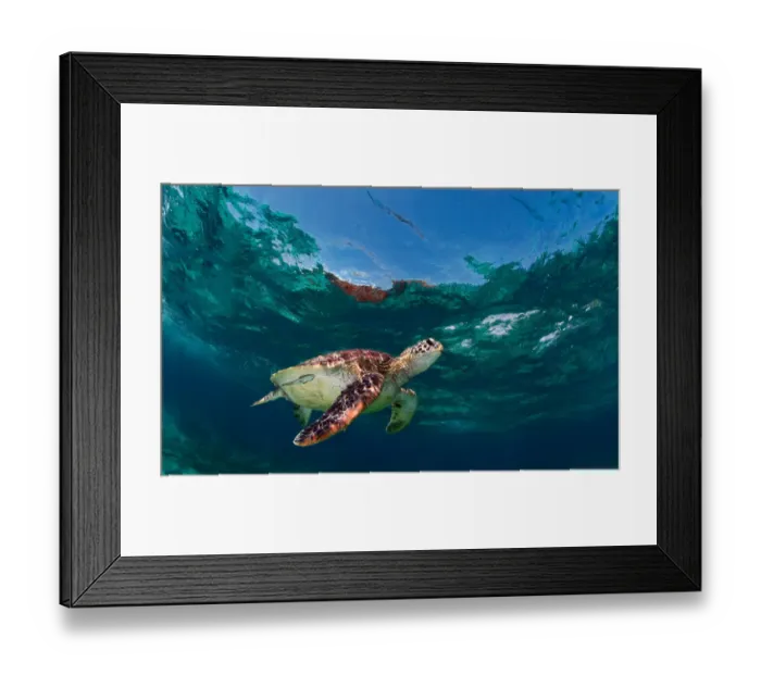 Framed Print : Joint swim Framed Print : Joint swim