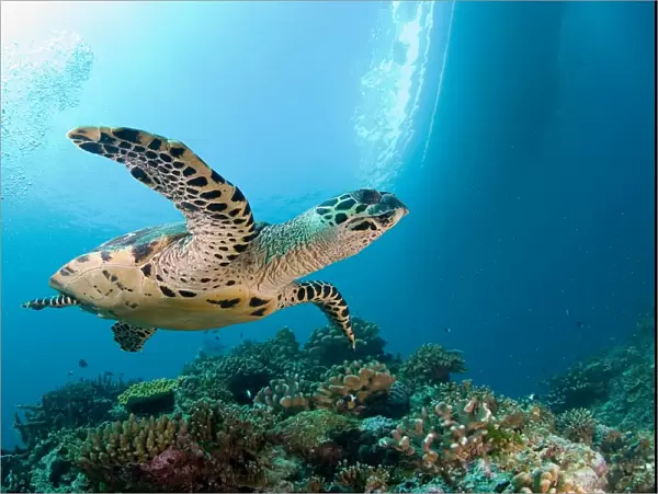 Sea turtle near coral reef