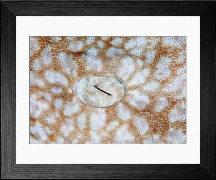 Framed Print : Shark eye. Andrey Narchuk Photography, 508500489 Framed Print : Shark eye. Andrey Narchuk Photography, 508500489