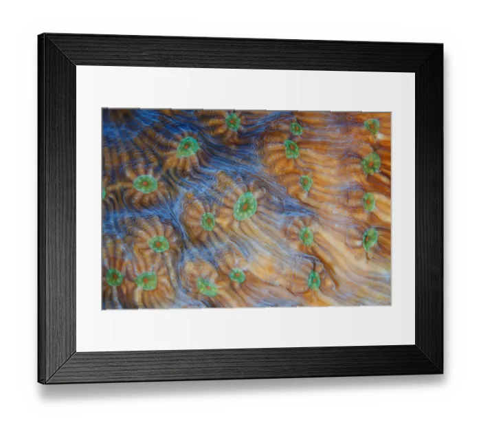 Framed Print : Coral lines Framed Print : Coral lines