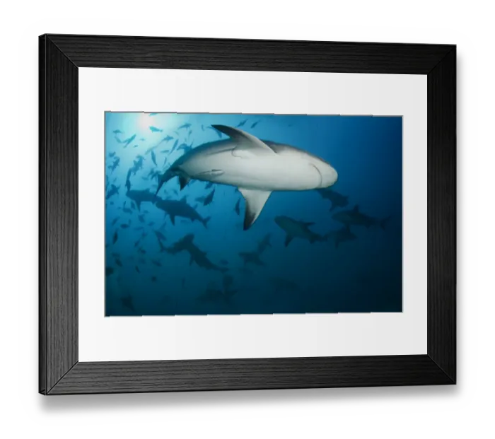 Framed Print : Sharks diving in water Framed Print : Sharks diving in water