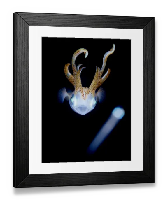 Framed Print : Cosmos. Squid dance at night. Small fish fly away form it Framed Print : Cosmos. Squid dance at night. Small fish fly away form it