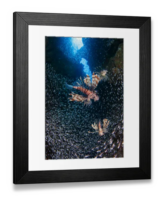 Framed Print : Flight. Lionfish hunting at horde of glass-fish, Dahab canyon Framed Print : Flight. Lionfish hunting at horde of glass-fish, Dahab canyon
