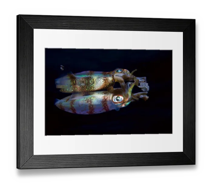 Framed Print : Reflection Framed Print : Reflection
