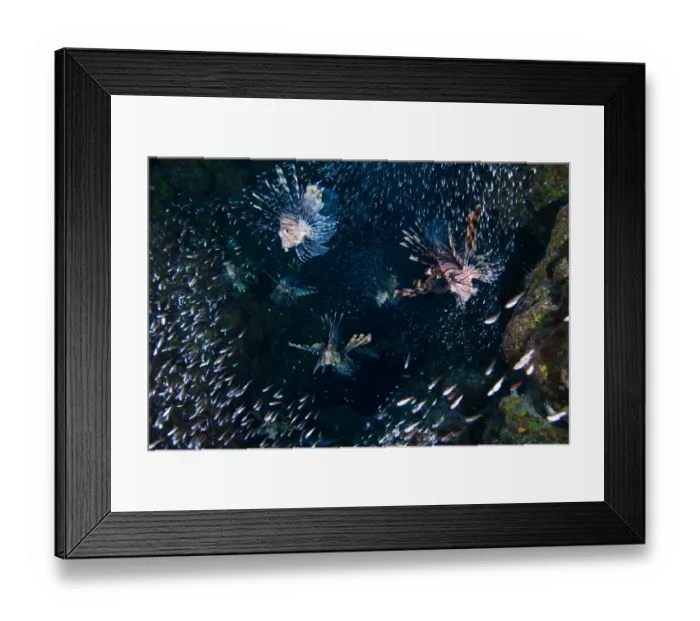 Framed Print : Lions hunt Framed Print : Lions hunt
