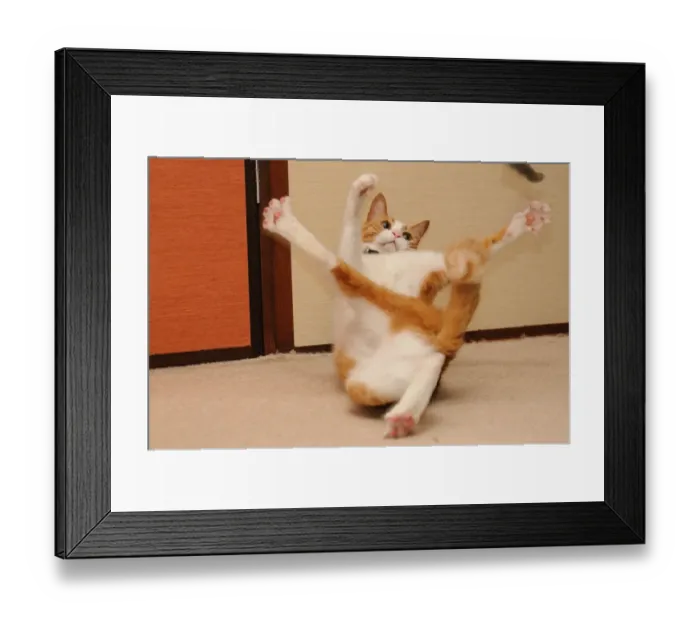Framed Print : Balancing cat Framed Print : Balancing cat