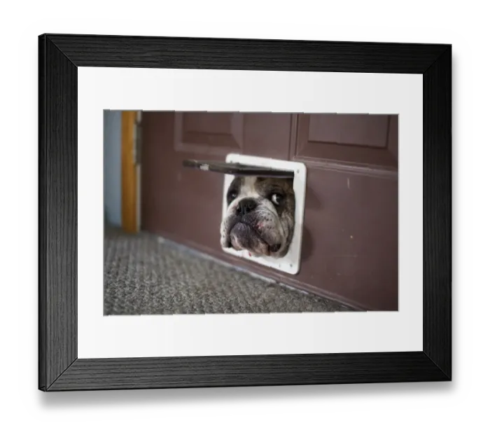 Framed Print : Bulldog trying to get through a cat door Framed Print : Bulldog trying to get through a cat door
