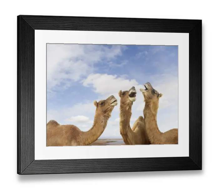 Framed Print : animals, bizarre, braying, camel, cloud, color image, concept, copy space, day, energy Framed Print : animals, bizarre, braying, camel, cloud, color image, concept, copy space, day, energy