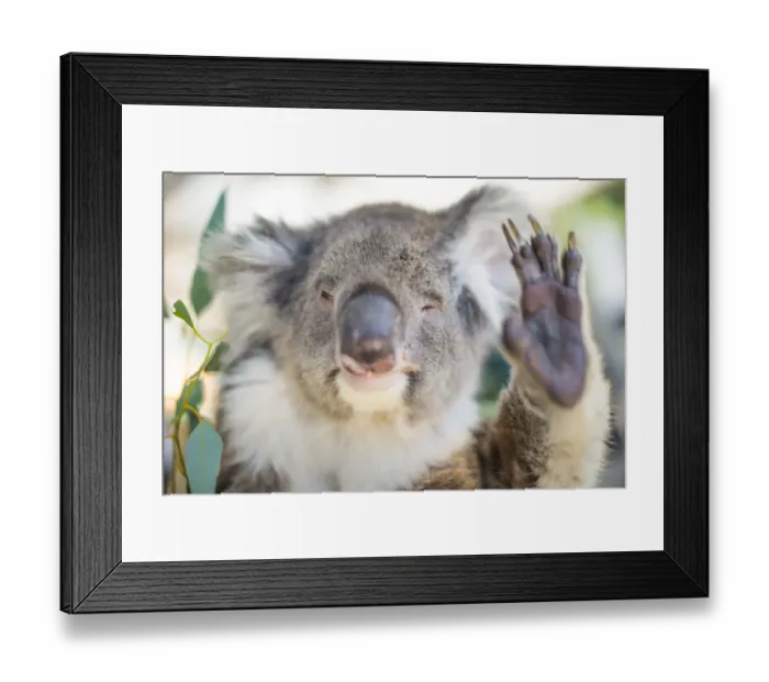 Framed Print : Humorous Koala waving Framed Print : Humorous Koala waving
