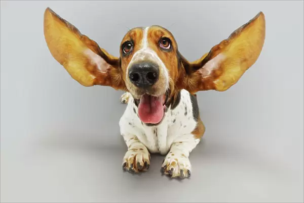 Basset Hound with Outstretched Ears