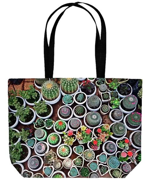 Cacti, Da Lat market, Dalat