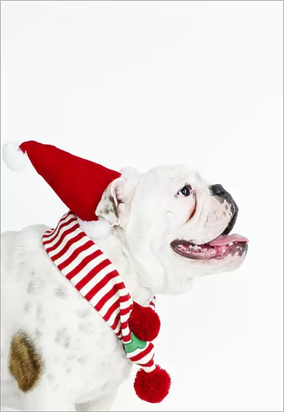 bulldog wearing santa hat