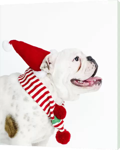 bulldog wearing santa hat