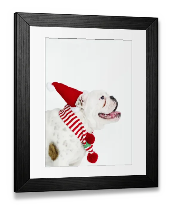 Framed Print : bulldog wearing santa hat Framed Print : bulldog wearing santa hat