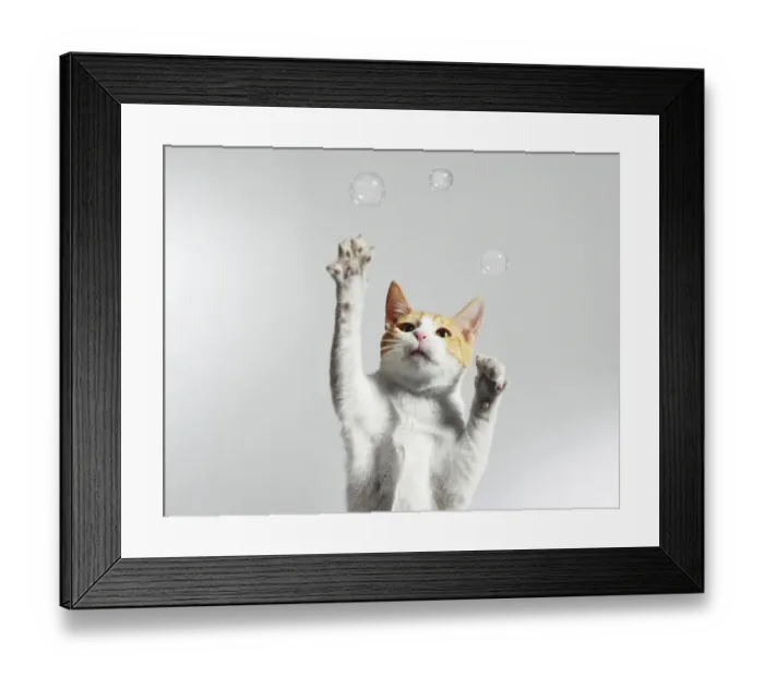 Framed Print : Juggling Cat Framed Print : Juggling Cat