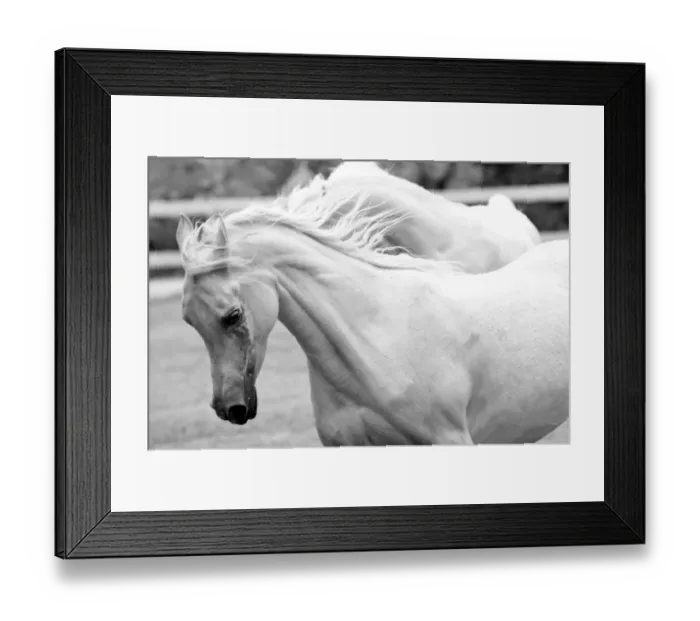 Framed Print : White horse running Framed Print : White horse running