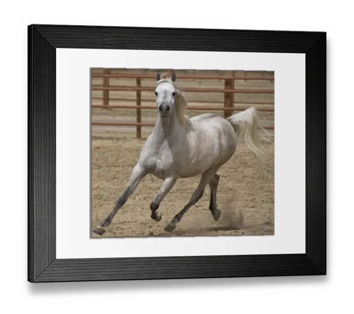 Framed Print : Flying Arabian Framed Print : Flying Arabian