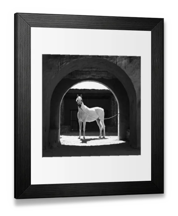 Framed Print : Portrait horse Framed Print : Portrait horse