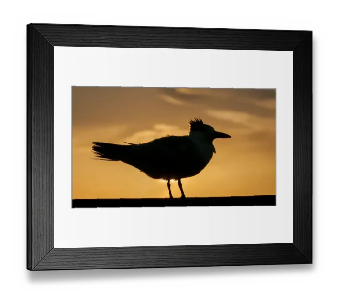 Framed Print : common tern in silhouette at sunset Framed Print : common tern in silhouette at sunset
