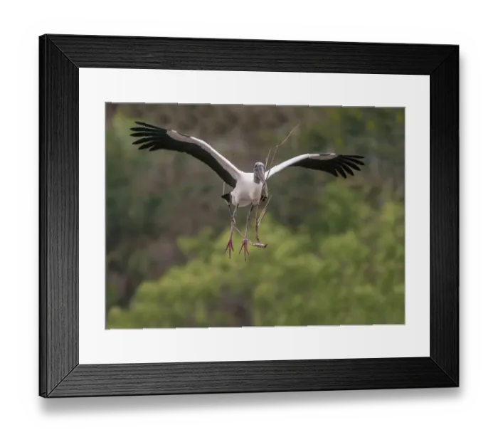 Framed Print : wood stork coming in to land