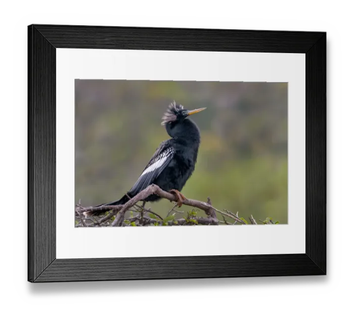 Framed Print : anhinga at rest on perch Framed Print : anhinga at rest on perch