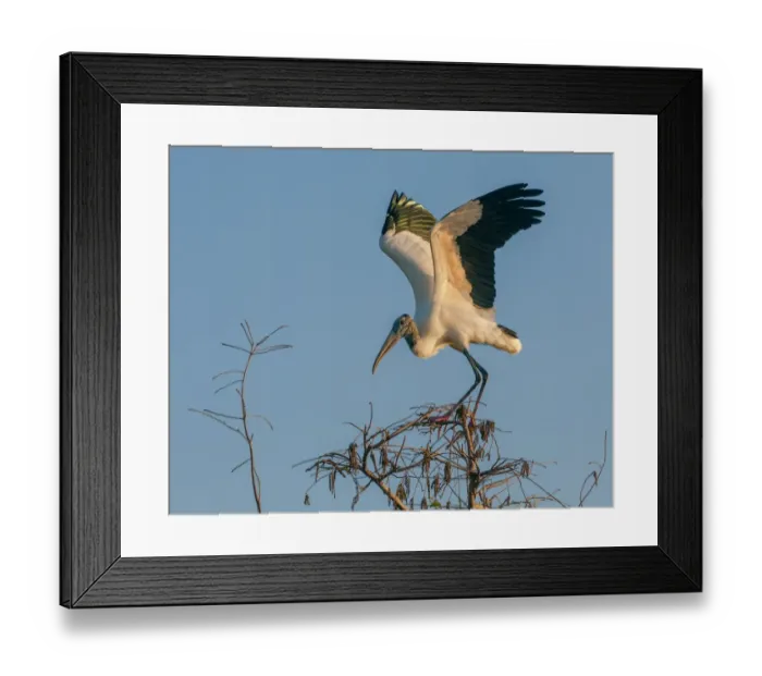 Framed Print : wood stork on perch at sunset Framed Print : wood stork on perch at sunset