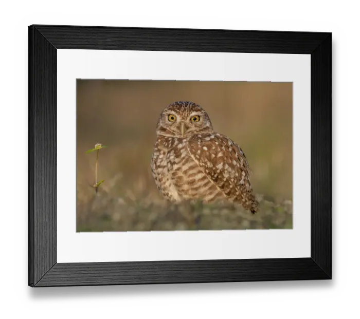 Framed Print : Burrowing owl at sunset Framed Print : Burrowing owl at sunset