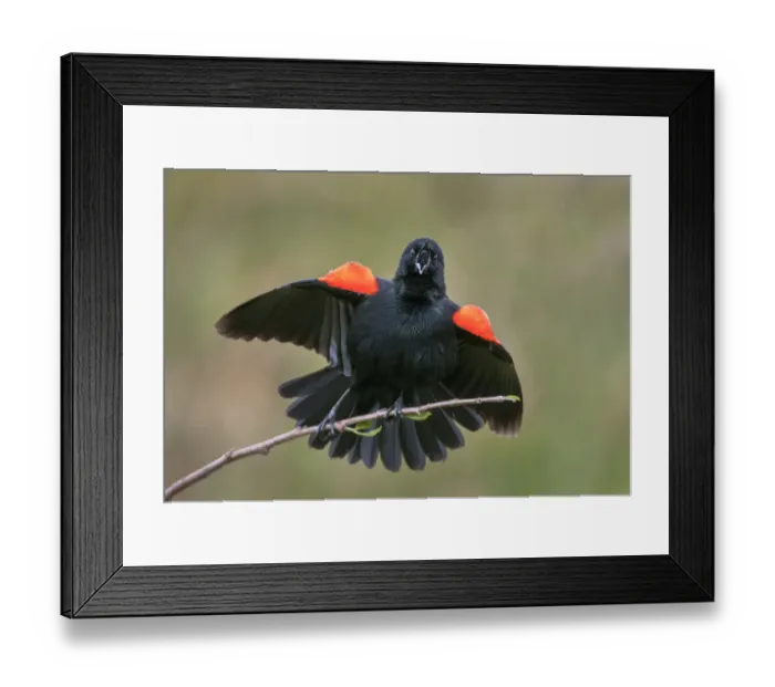 Framed Print : red-wing blackbird Framed Print : red-wing blackbird