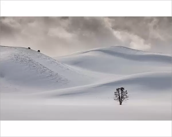 Hayden Valley in Snow