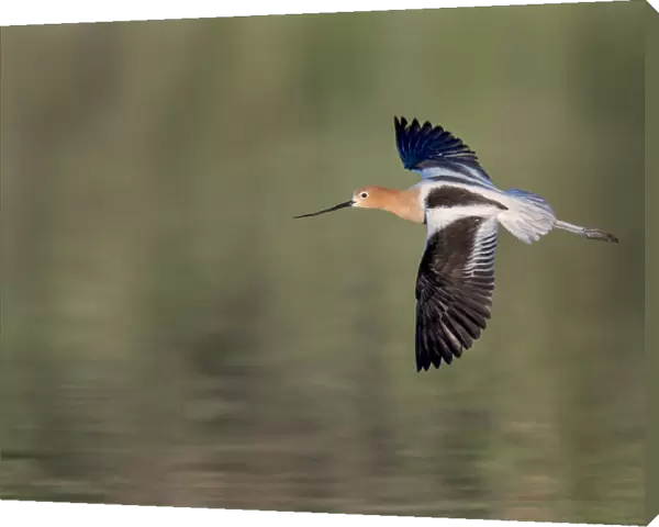 Avocet in flight over lake water