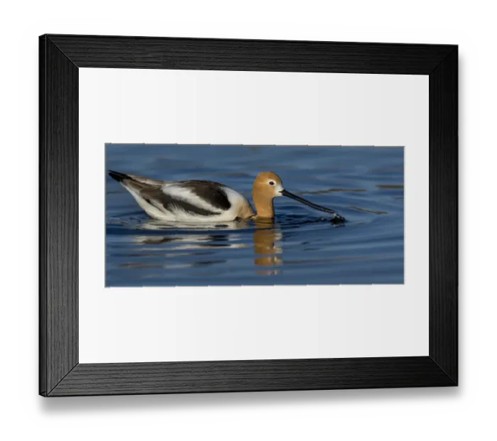 Framed Print : Avocet in the Morning Light Framed Print : Avocet in the Morning Light