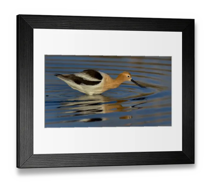 Framed Print : Avocet Feeding Reflection Framed Print : Avocet Feeding Reflection