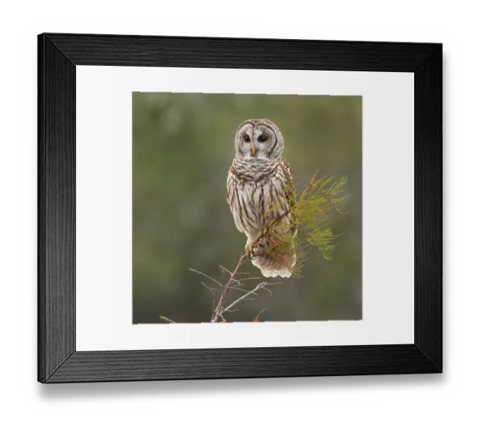 Framed Print : Perching Barred Owl Framed Print : Perching Barred Owl