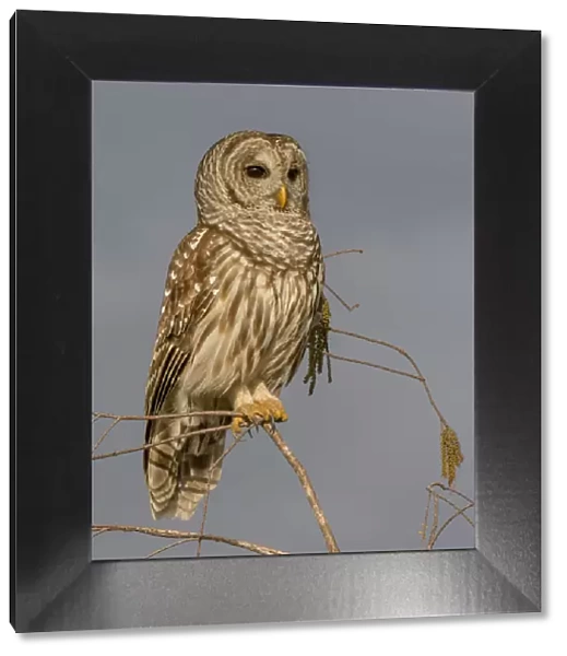 Perched Barred Owl