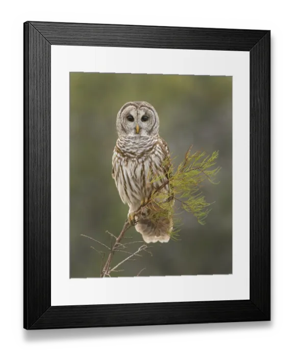 Framed Print : Barred Owl on Perch in Everglades Framed Print : Barred Owl on Perch in Everglades